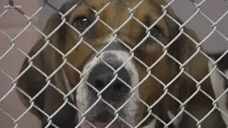 Columbia Animal Services launching new program