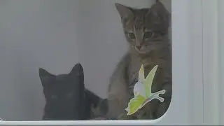 Columbia County Animal Services Hold Policy