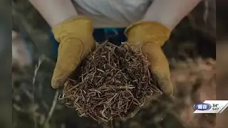 Common Ground: How cattle turn pasture into protein