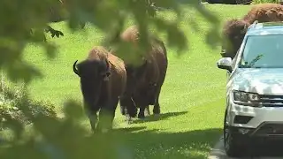 Community reacts to escaped bison shot, killed in Franklin Co.