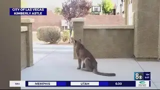 Concern grows over euthanized mountain lion