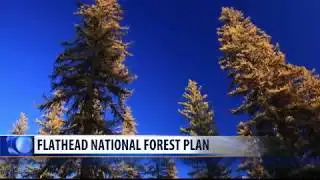 Conservation groups follow through with suit against Flathead NF Plan