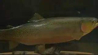 Conservation groups plane to file suit against Flathead National Forest