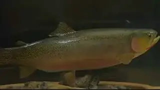 Conservation groups to file suit against Flathead National Forest