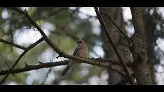 Conservation of Wetlands Across Serbia