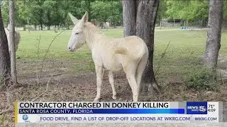 Contractor charged in donkey killing