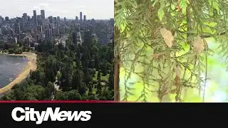 Controversial logging at Stanley Park resumes