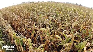 Corn and soybean prices surge near record highs