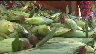 Corn crop season is thriving