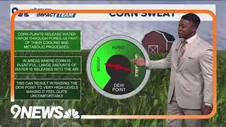 Corn sweat causing more humidity