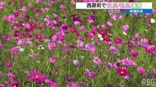 Cosmos fields in full bloom in Nishihara Town