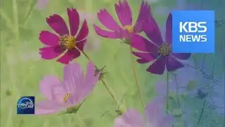 COSMOS FULL IN BLOOM / KBS뉴스(News)