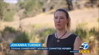 Cougar in good hands after being burned in wildfire