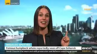Could it be Migaloo the white whale? Interview with ABC News Breakfast