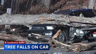 Couple hurt after tree crushes car during severe weather