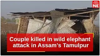 Couple killed in wild elephant attack in Assam’s Tamulpur