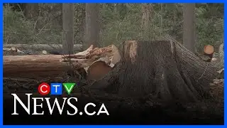 Court battle over Stanley Park tree removal