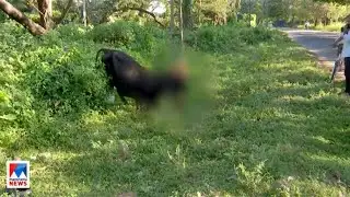പന്നിക്ക് വച്ച സ്ഫോടകവസ്തു പശു കടിച്ചു; വായ തകര്‍ന്ന് സാരമായി പരുക്ക് | Cow | Palakkad | Blast