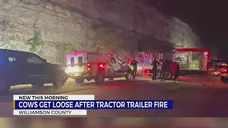 Cows get loose after tractor-trailer fire in Williamson County