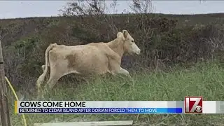 Cows that washed up on NC island after Hurricane Dorian return home