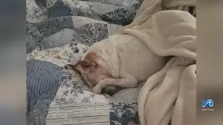 CPD: Chihuahua dies after alleged pit bull attack