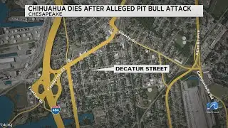 CPD: Chihuahua dies after alleged pit bull attack