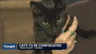Crackdown on cat ownership for Pierce County couple
