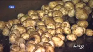 Crash Spills 50,000 Pounds of Potatoes on Highway