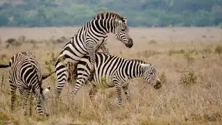 Crawshay Zebra Africa Rarest Purest Zebra Full Wildlife Documentary