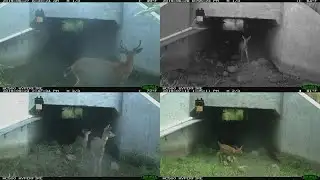 Creating safe wildlife crossings on Oregon roads