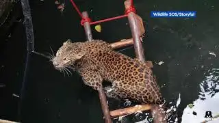 Crews rescue leopard trapped in 30-foot-deep well