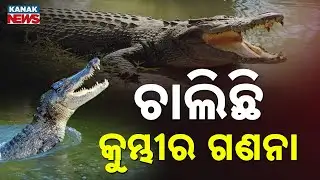 Crocodile Census Begins in Bhitarakanika: 24 Teams Deployed for 3 Days