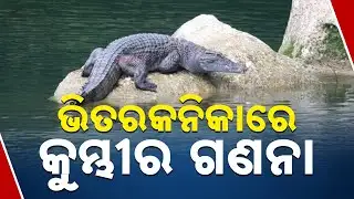 Crocodile Census Begins In Bhitarkanika National Park