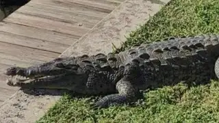 Crocodile spotted in Satellite Beach canal