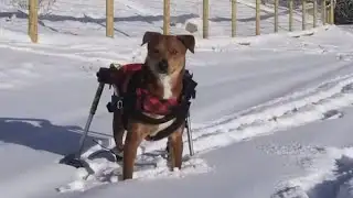 Crook breaks into animal rescue van, pulls gun