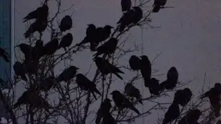 Crow and city spring cleanup