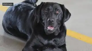 Crown Point Fire Rescue welcomes K-9 Sophie