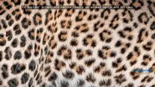 CU Boulder scientists refine theory on animal spots and stripes - Byte News Daily