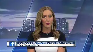 Curious Bird Photobombs Weatherman