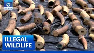 Customs Seizes Pangolin Scales And Elephant Tusks