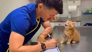 Cute Cats Who Totally Distract Vets During Checkups 🤣 Funniest Cat Reactions!
