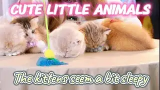 cute little animals | The kittens seem a bit sleepy......