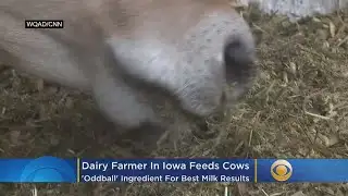 Dairy Cows Fed ‘Oddball’ Ingredient For Best Milk Results
