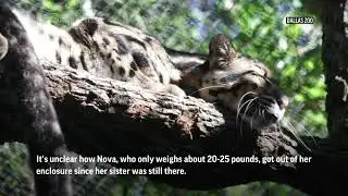 Dallas Zoo closed to search for clouded leopard