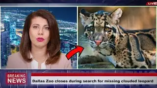 Dallas Zoo closes during search for missing clouded leopard