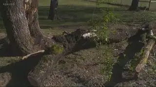 Damaging wind knocks down trees and power lines