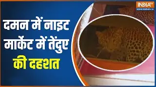 Daman Tendua Rescue: दमन में नाइट मार्केट में तेंदुए की दहशत | Leopard | Rescue Operation | India Tv