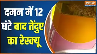 Daman Tendua Rescue: दमन में 12 घंटे बाद तेंदुए का रेस्क्यू | leopard | Rescue Operation | India Tv