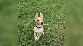 Dane Co. Humane seeks community support for sick puppy born with heart defect