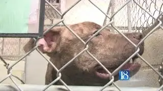 Dangerous Dogs: News 18 Special Report Part 1